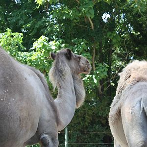 Marco Polo Trek- Dromedary Camels