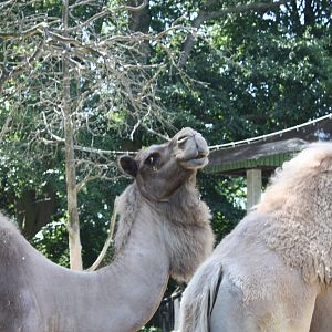 Marco Polo Trek- Dromedary Camels