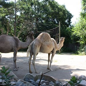 Marco Polo Trek- Dromedary Camel Exhibit
