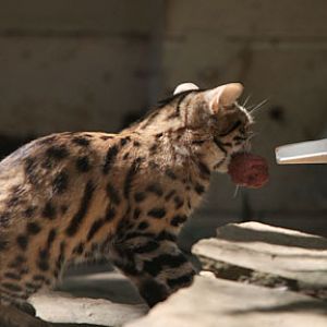 black footed cat