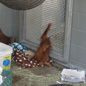 baby orangutan