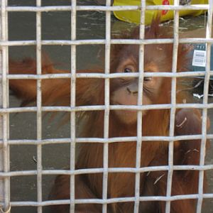 baby orangutan