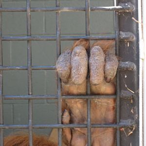 female orangutan hand