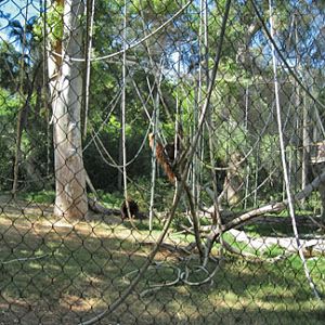 orangutan siamang exhibit