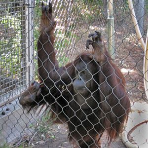 hybrid female orangutan
