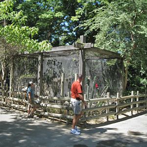 black footed cat exhibit