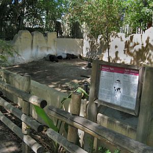 malayan tapir exhibit
