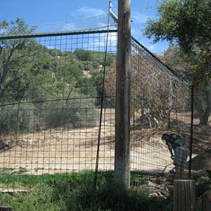 cheetah exhibit