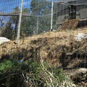 serval exhibit