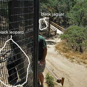 black leopard and black jaguar