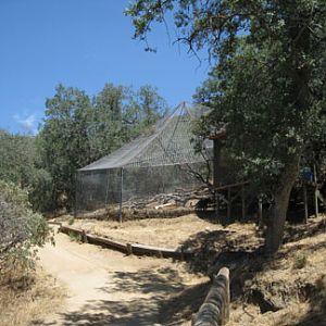 black leopard exhibit