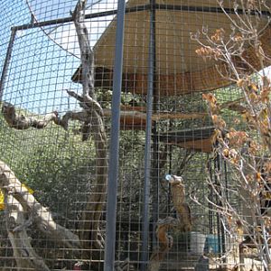 jaguarundi exhibit