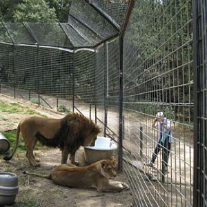 lion exhibit