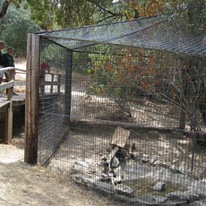 snow leopard exhibit