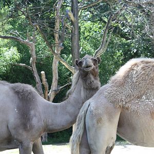 Marco Polo Trek- Dromedary Camel Stare