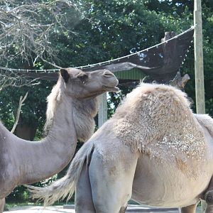 Marco Polo Trek- Dromedary Camels