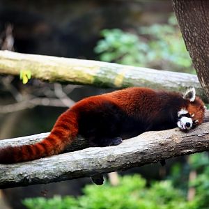Red panda in Seoul zoo