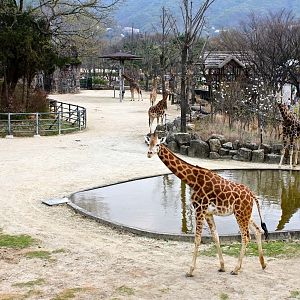 Giraffes in Seoul zoo