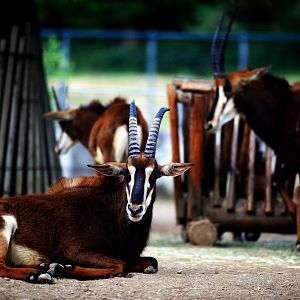 Sable antelope in Seoul zoo