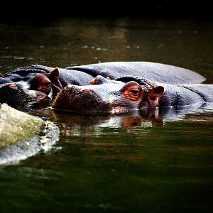 Hippos in Seoul zoo
