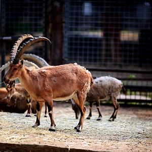 Alpine ibex in Seoul zoo
