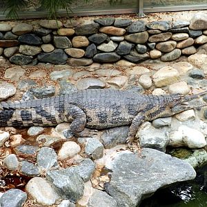 False gharial in Seoul zoo