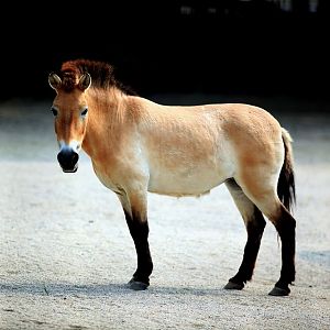 Przewalski wild horse in Seoul zoo