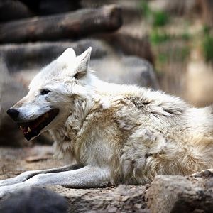 Timber wolf in Seoul zoo