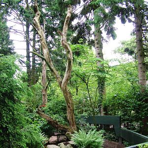 Red Panda Enclosure at Wissel Zoo, Epe, 01/06/12