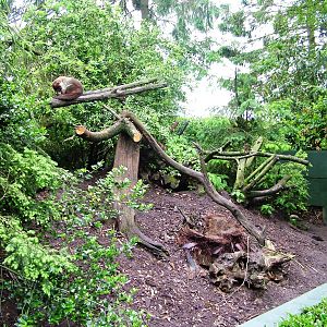 Coati Enclosure at Wissel Zoo, Epe, 01/06/12