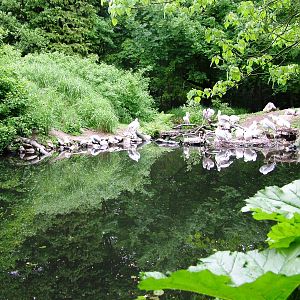 Pelican Lake at Wissel Zoo, Epe, 01/06/12
