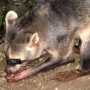Crab-eating Raccoon at Wissel Zoo, Epe, 01/06/12