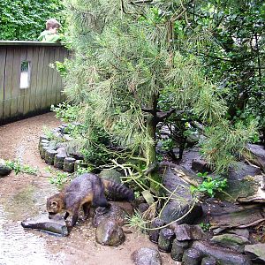 Raccoon Exhibit at Wissel Zoo, Epe, 01/06/12