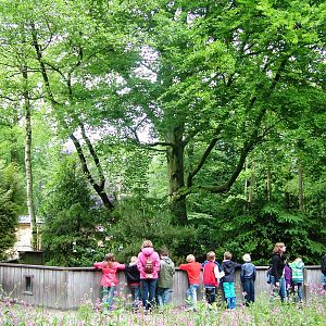 Raccoon Exhibit at Wissel Zoo, Epe, 01/06/12