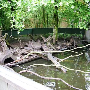 Otter Exhibit at Wissel Zoo, Epe, 01/06/12