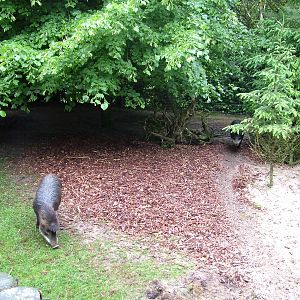 Peccary Enclosure at Wissel Zoo, Epe, 01/06/12