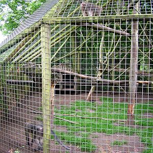 Mangabey Enclosure at Wissel Zoo, Epe, 01/06/12