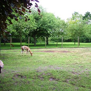South American Paddock at Wissel Zoo, Epe, 01/06/12