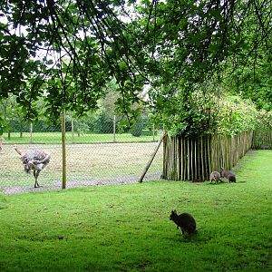South American and Australian Paddocks at Wissel Zoo, Epe, 01/06/12