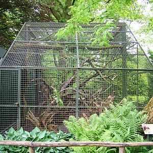 Tree Kangaroo Enclosure at Wissel Zoo, Epe, 01/06/12