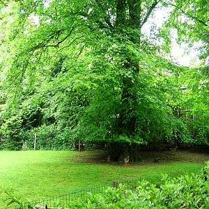 Dik-Dik Paddock at Wissel Zoo, Epe, 01/06/12