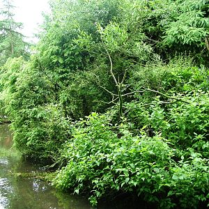 Squirrel Monkey Island at Wissel Zoo, Epe, 01/06/12