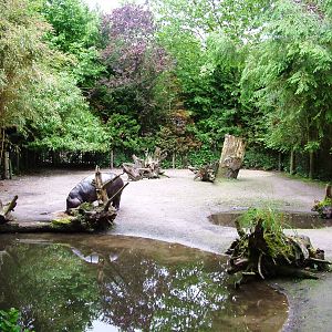 Hippo Exhibit at Wissel Zoo, Epe, 01/06/12