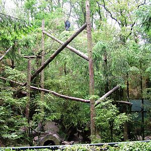 Binturong Enclosure at Wissel Zoo, Epe, 01/06/12