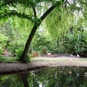 Flamingo Lake at Wissel Zoo, Epe, 01/06/12