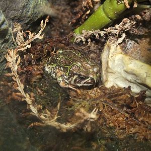 Madagascar Rain Frog (Scaphiophryne madagascariensis) at Birmingham Nature