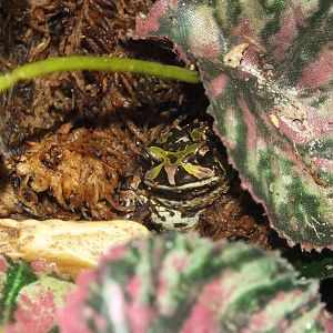 Madagascar Rain Frog (Scaphiophryne madagascariensis) at Birmingham Nature