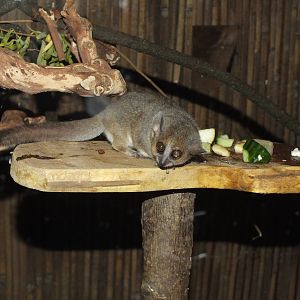 Gray Mouse Lemur (Microcebus murinus) at Birmingham Nature Centre - June 24