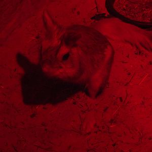 Southern Springhare (Pedetes capensis) at Five Sisters Zoo Park - July 4th