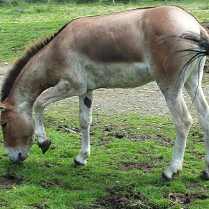Eastern Kiang (Equus kiang holdereri) at Highland Wildlife Park - July 5th